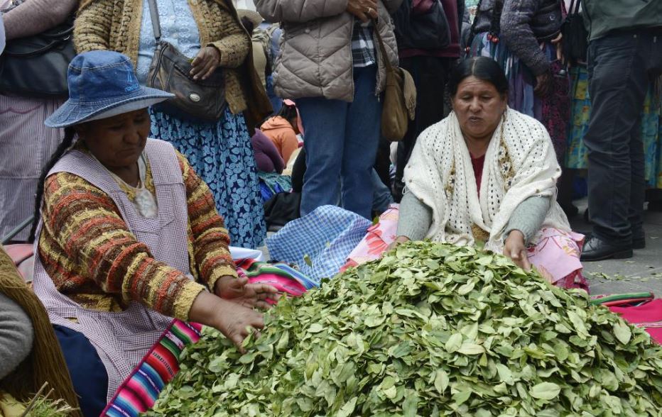 „Koka rágás napja” Bolíviában Evo Morales kormánya évek óta nemzetközi kampányt folytat a kokalevelek hagyományos és kulturális használatának dekriminalizálásáért