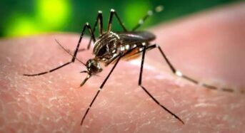 Dengue-válság: Brazília baktériummal fertőzött laboratóriumi szúnyogokra támaszkodik