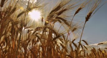 Oroszország Brics gabonatőzsdét akar létrehozni: Mit jelent ez a globális piac számára?