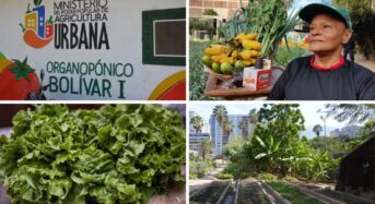 Venezuela: Városi mezőgazdaság Caracas szívében