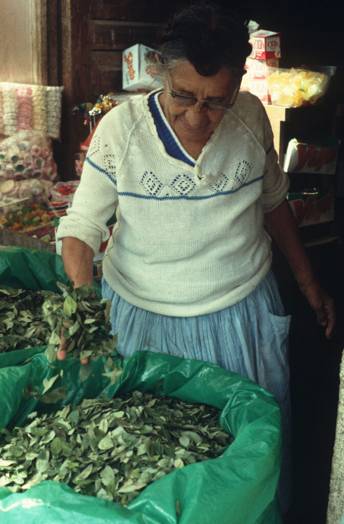 Koka, az Andokban évszázados kultúra, amelynek szárított levelei Bolíviában és Peruban minden jól felszerelt vegyesboltban kaphatók