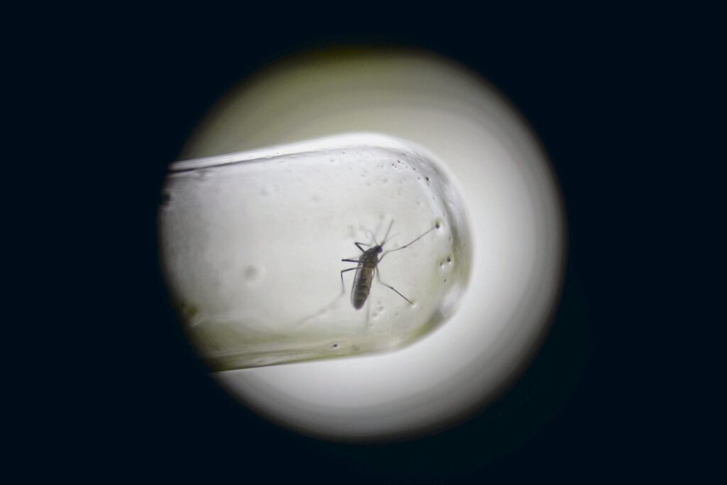 Egyiptomi tigrisszúnyog (Aedes aegypti), amely a dengue vírust terjeszti