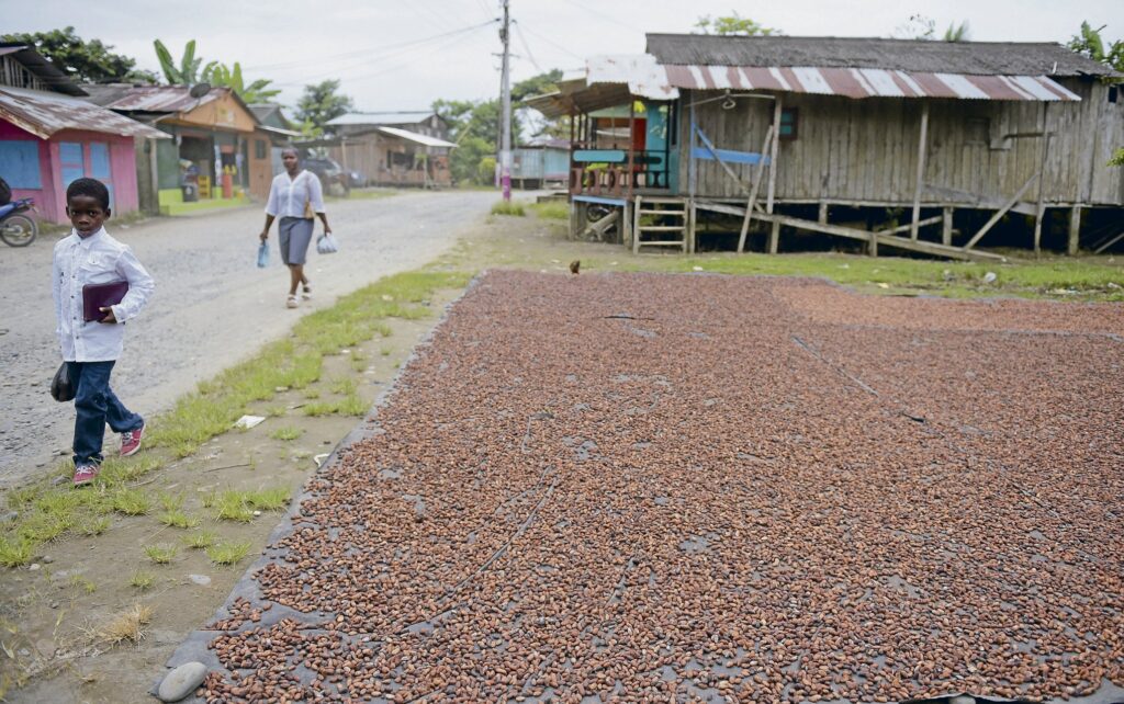 A kakaótermesztés kiterjesztése az egyik módja annak, hogy az illegális fakitermeléssel szemben alternatívát nyújtsanak az embereknek