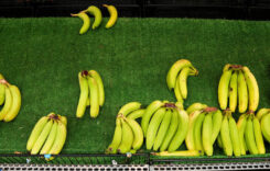 Chiquita a szakszervezetek ellen