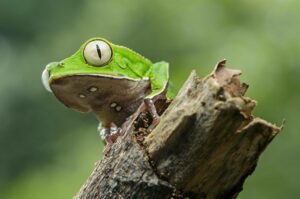Egy béka az ecuadori Yasuni Nemzeti Parkban