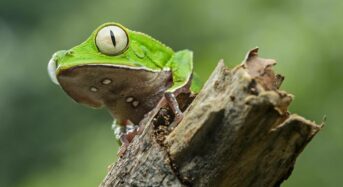 Természetvédelmi területek Ecuadorban – félelem a kiárusítástól