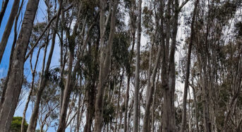 Vidéki közösség küzd az eukaliptusz-monokultúrák ellen