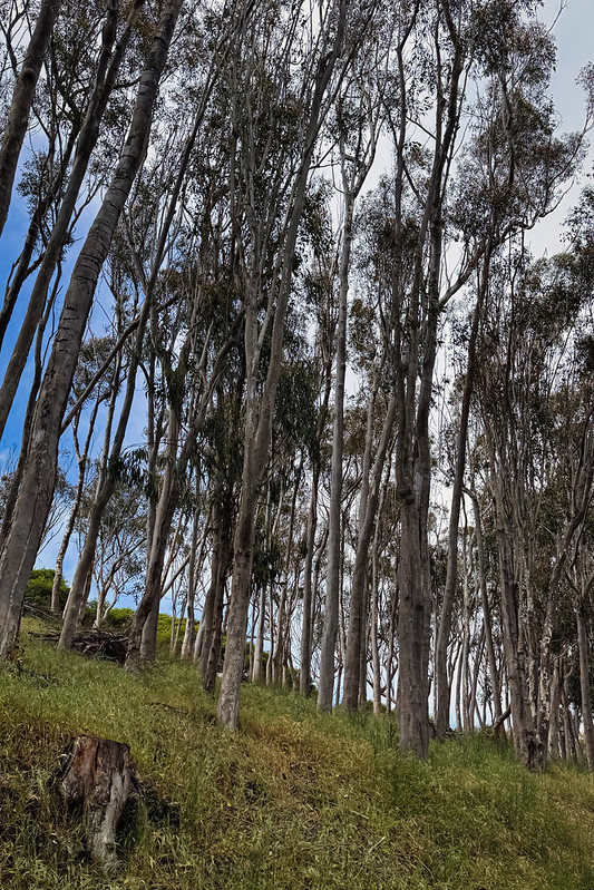 Az eredetileg Ausztráliában és Indonéziában őshonos eukaliptuszfajokat mára más régiókban is termesztik gyors növekedésük és jó minőségű faanyaguk miatt