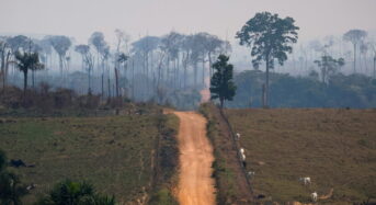 Hozam az esőerdőért?