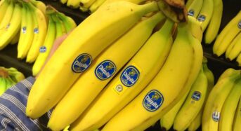 Chiquita visszatér Panamába