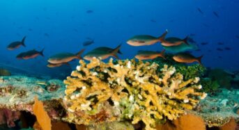 Chilében működő NGO-k jelentik a visszaéléseket