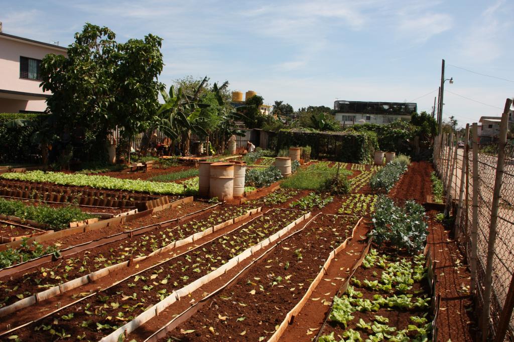 Kuba és Brazília tanulhatnak egymástól: itt egy városi kertészeti projekt Havannában