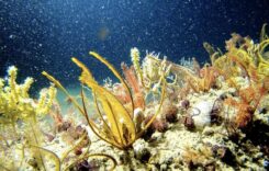 Brazília: A Greenpeace fúrásleállítást követel