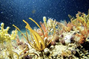 A mezofotikus korallzátonyok az óceán mélyebb zónáiban találhatók, és kevesebb fényre van szükségük. Az ilyen zátonyokat a Petrobras olajkitermelése veszélyezteti