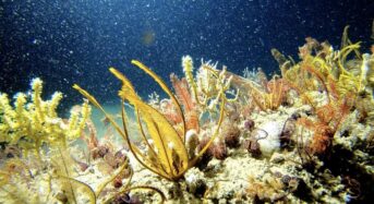 Brazília: A Greenpeace fúrásleállítást követel