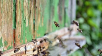 Méhek pusztulása: 15.000 méhcsalád érintett, a glifozát áll a középpontban