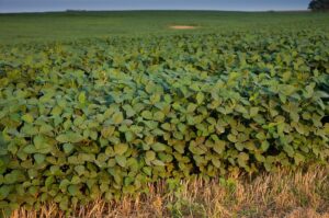 A szójatermesztés veszélyezteti a brazíliai Amazonas esőerdőket