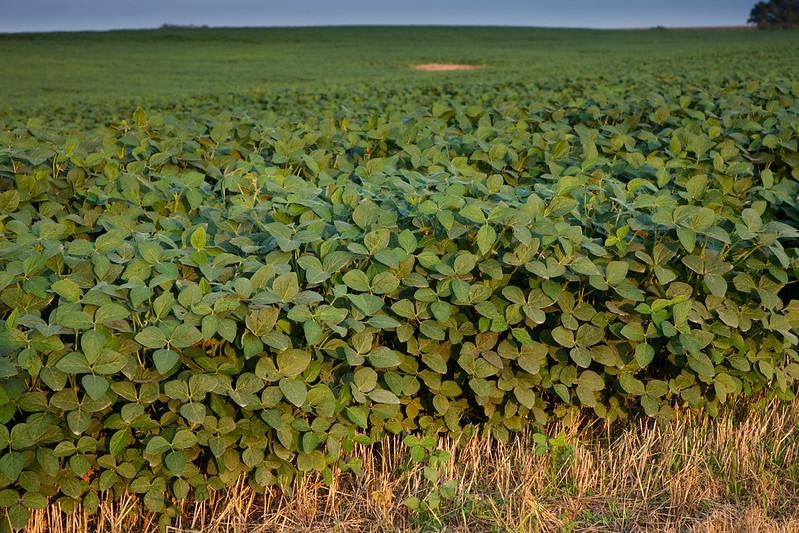A szójatermesztés veszélyezteti a brazíliai Amazonas esőerdőket