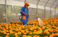 A mexikói kormány korlátozza a munkanapokat