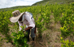 Küzdelem és kávé Cauca tartományban