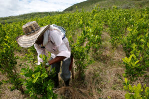 A szegénység sok gazdát késztet a kokatermesztésre. Gazdasági alternatívák alig vannak