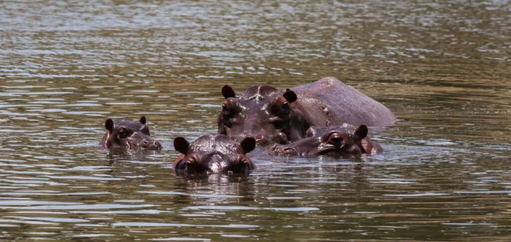 Az 1980-as években Pablo Escobar drogbáró négy vízilovat csempészett Kolumbiába