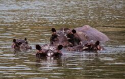 Escobar öröksége: Kolumbia 80 vízilót ölne le