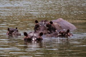Az 1980-as években Pablo Escobar drogbáró négy vízilovat csempészett Kolumbiába