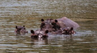 Escobar öröksége: Kolumbia 80 vízilót ölne le
