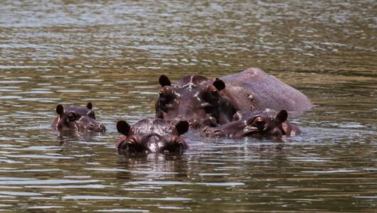 Escobar öröksége: Kolumbia 80 vízilót ölne le