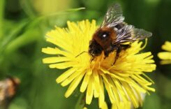 A méhek pusztulása vitát vált ki a peszticidekről