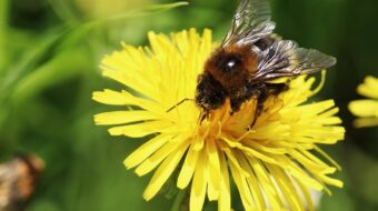 A méhek pusztulása vitát vált ki a peszticidekről