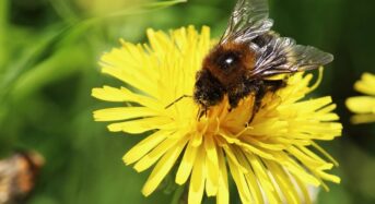 A méhek pusztulása vitát vált ki a peszticidekről