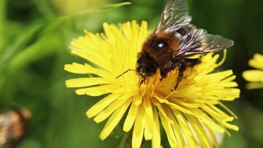 A méhek pusztulása vitát vált ki a peszticidekről