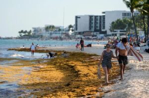 A mexikói Karib-tenger partjain kialakult hatalmas algajárvány