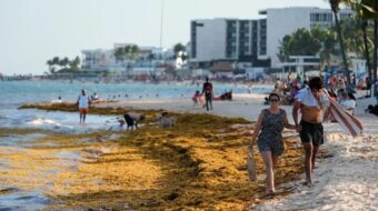 A mexikói Karib-tengeren rohamosan terjed az algajárvány
