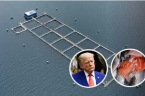 Annak ellenére, hogy José Antonio Kast szélsőjobboldali kormánya szorosan együttműködik a Trump-kormánnyal, Washington magas vámokat vet ki Chile ellen