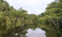 Brazília második forduló előtt: utolsó esély az Amazonas számára?