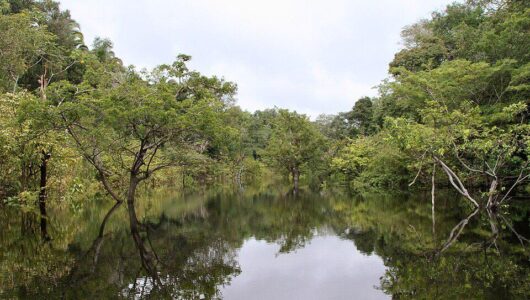 Brazília második forduló előtt: utolsó esély az Amazonas számára?